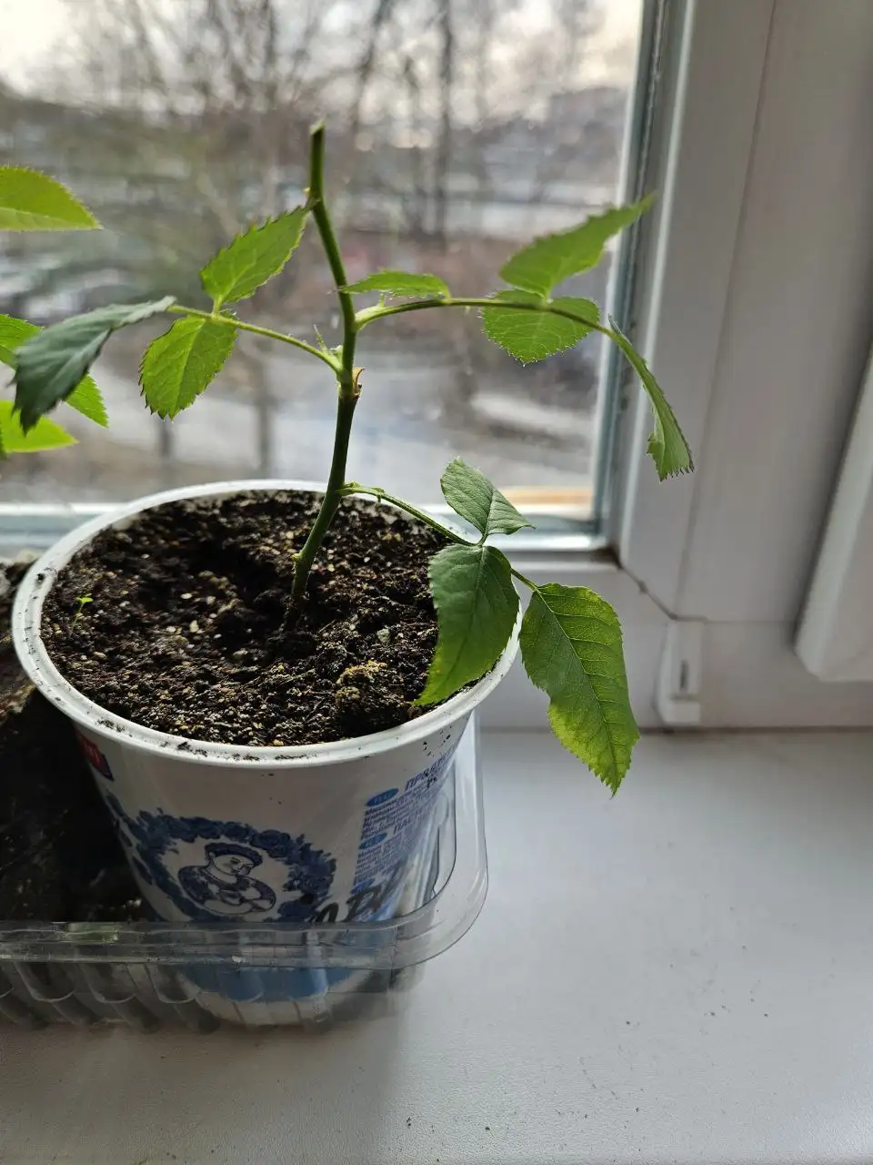 Продажа комнатных растений: розы, алоэ-вера, замиокулькас - Растения (Хобби и отдых) в Владивосток