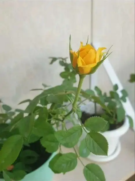 Продажа комнатных растений: розы, алоэ-вера, замиокулькас - Растения (Хобби и отдых) в Владивосток