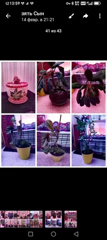 Продажа цветов в горшках - Краски и лаки в Владивосток