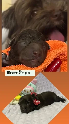 Продажа щенка йоркширского терьера шоколадного окраса - Собаки в Находка