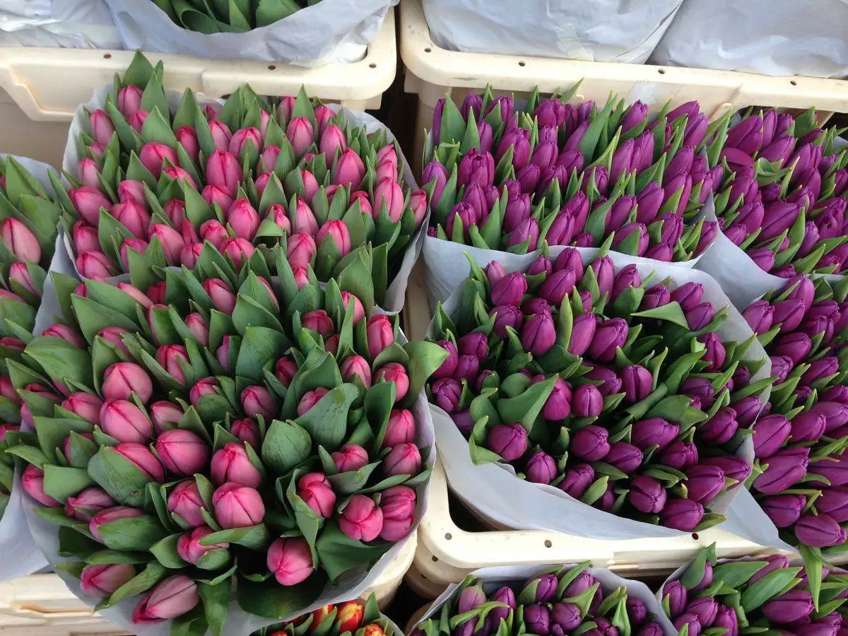 Прием заказов с бесплатной доставкой до 7 марта - Услуги в Владивосток