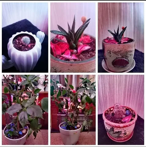 Цветы в горшках - Двери в Владивосток