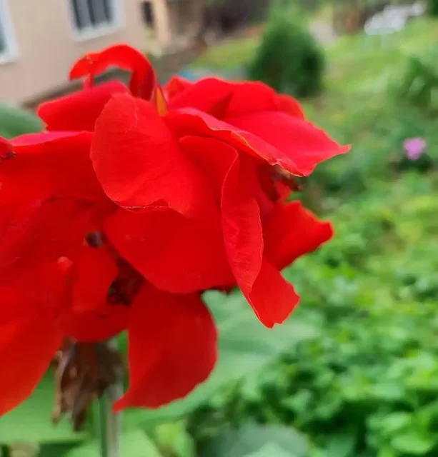 Продам клубни Канн - Хобби и отдых в Владивосток