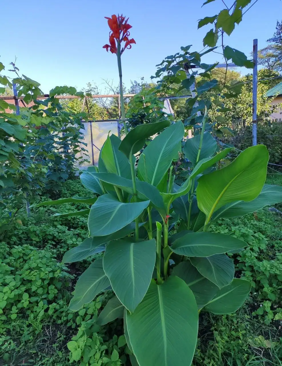 Продам клубни Канн - Садоводство (Хобби и отдых) в Владивосток