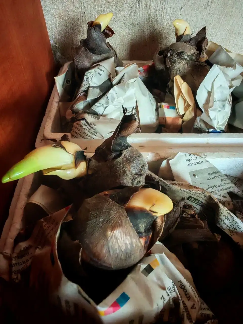 Продам клубни Канн - Садоводство (Хобби и отдых) в Владивосток