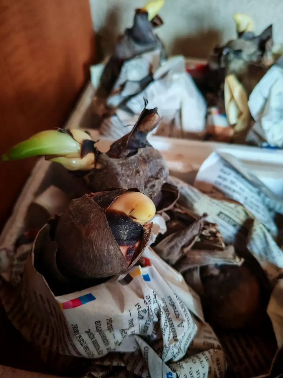 Продам клубни Канн - Садоводство (Хобби и отдых) в Владивосток