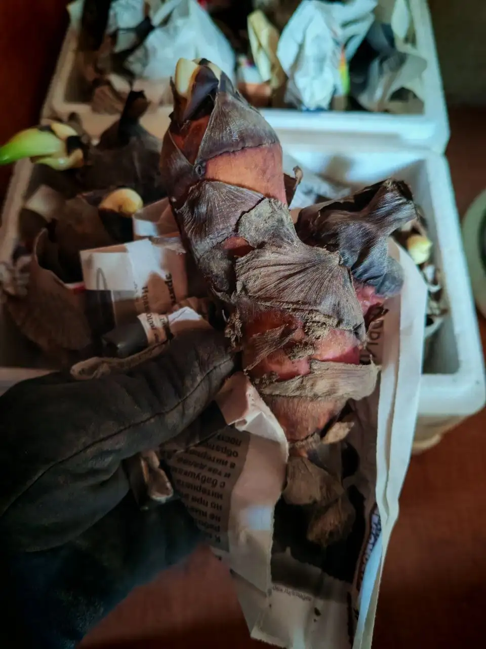 Продам клубни Канн - Садоводство (Хобби и отдых) в Владивосток