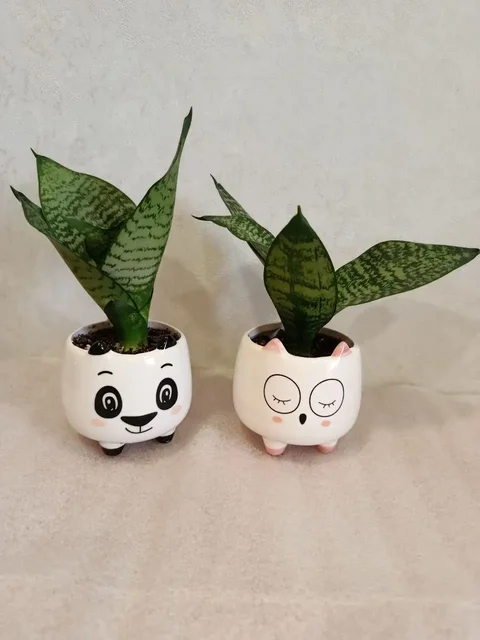 Сансевиерия в керамическом горшочке - Сад и огород в Владивосток