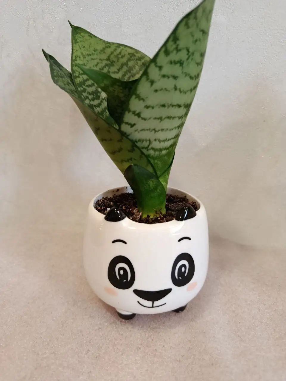 Сансевиерия в керамическом горшочке - Растения (Хобби и отдых) в Владивосток