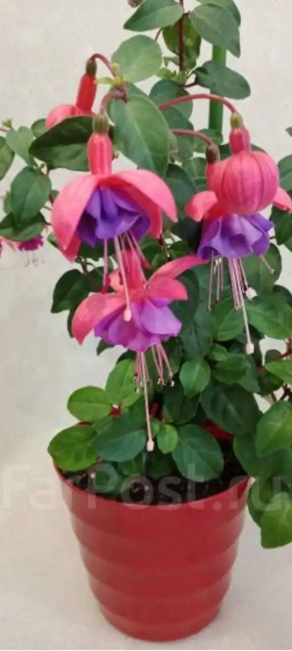 Черенки фуксии в горшочке - Растения (Хобби и отдых) в Владивосток