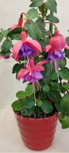 Черенки фуксии в горшочке - Сад и огород в Владивосток