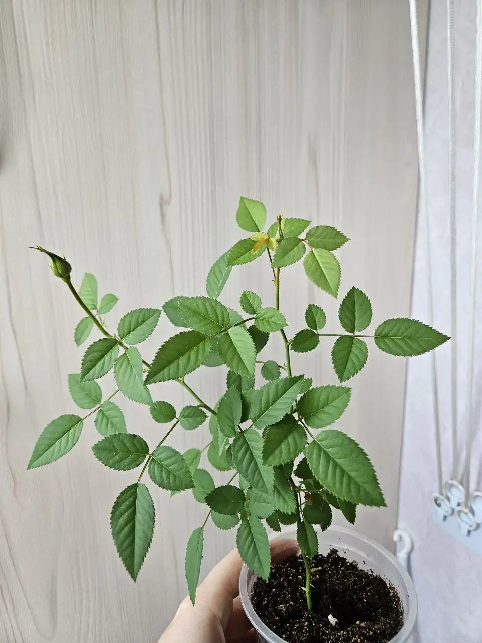 Продажа комнатных растений - Комнатные растения (Хобби и отдых) в Владивосток