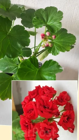 Продам розебудную пеларгонию с бутонами - Пасхальные украшения в Уссурийск