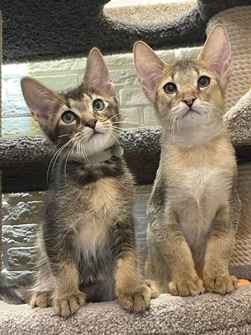 Продажа котят породы Чаузи в Находке - Котята в Находка