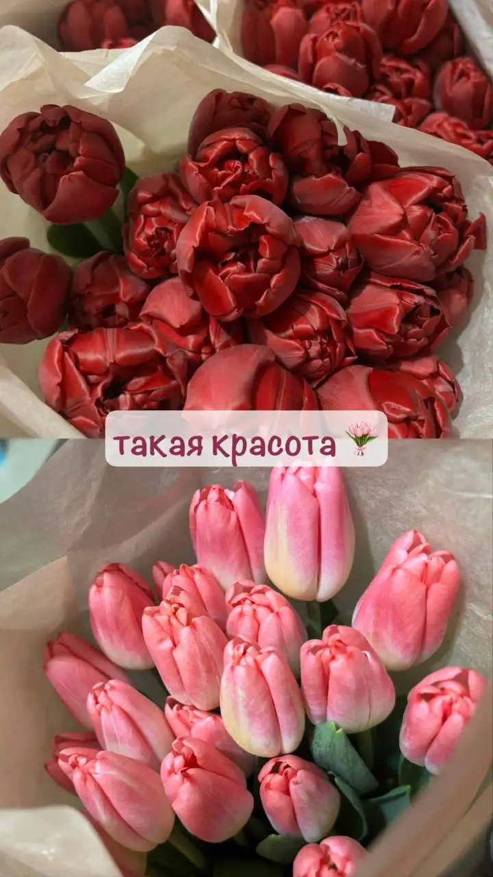 Тюльпаны крупные красивые 11 видов - Цветы (Барахолка) в Владивосток