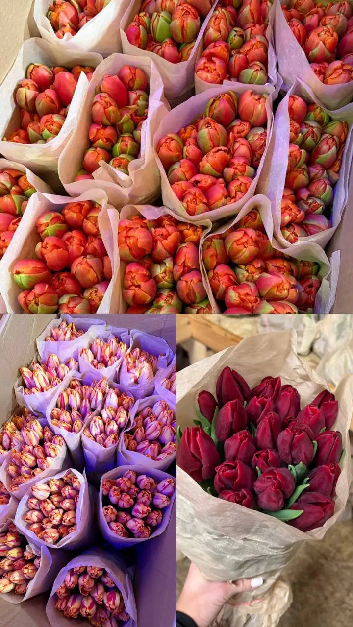 Предзаказ свежих тюльпанов с доставкой - Цветы (Хобби и отдых) в Владивосток