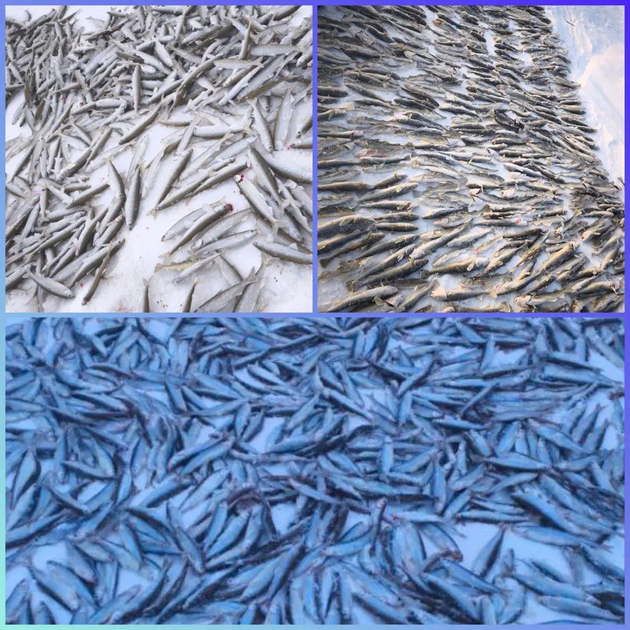 Продажа свежей корюшки и наваги - Рыба (Животные) в Владивосток