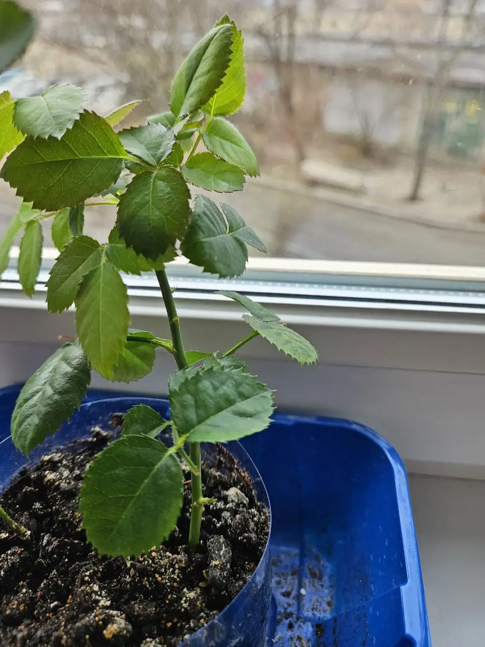 Продажа комнатных растений - Комнатные растения (Хобби и отдых) в Владивосток