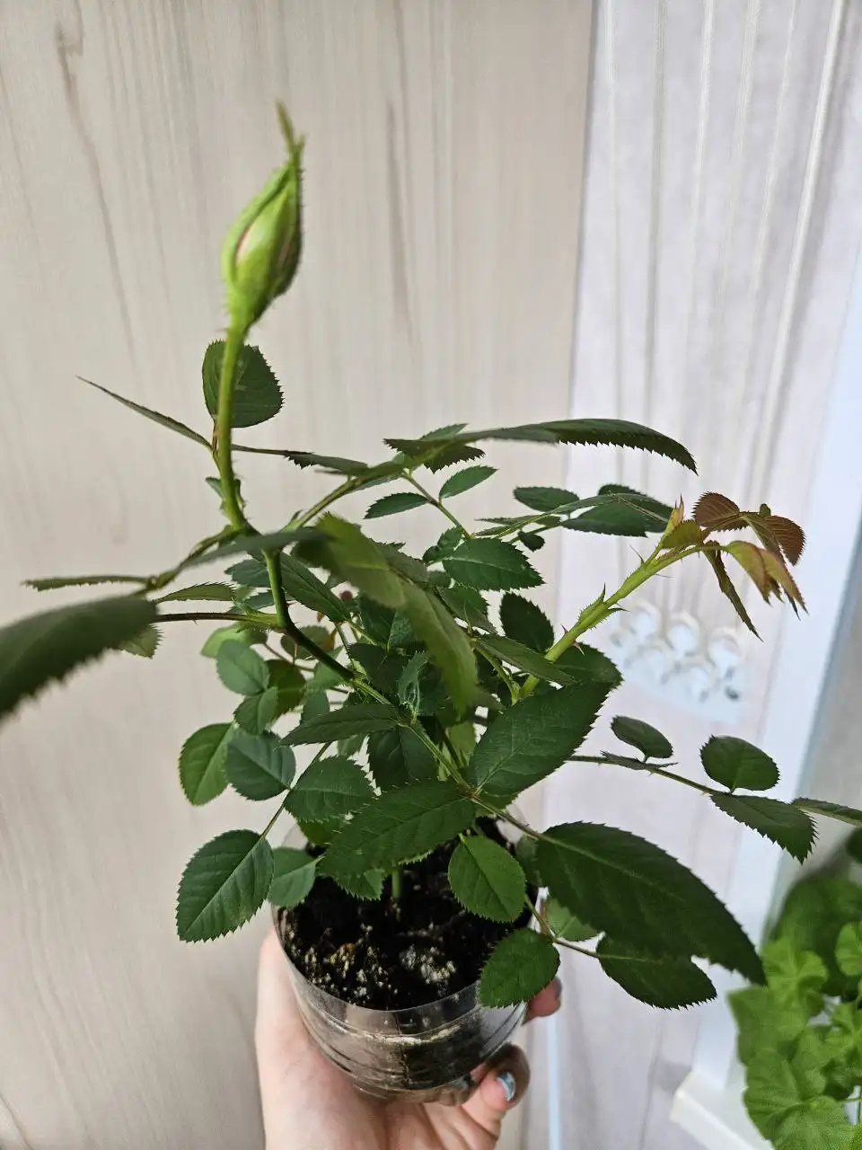 Продажа комнатных растений - Комнатные растения (Хобби и отдых) в Владивосток