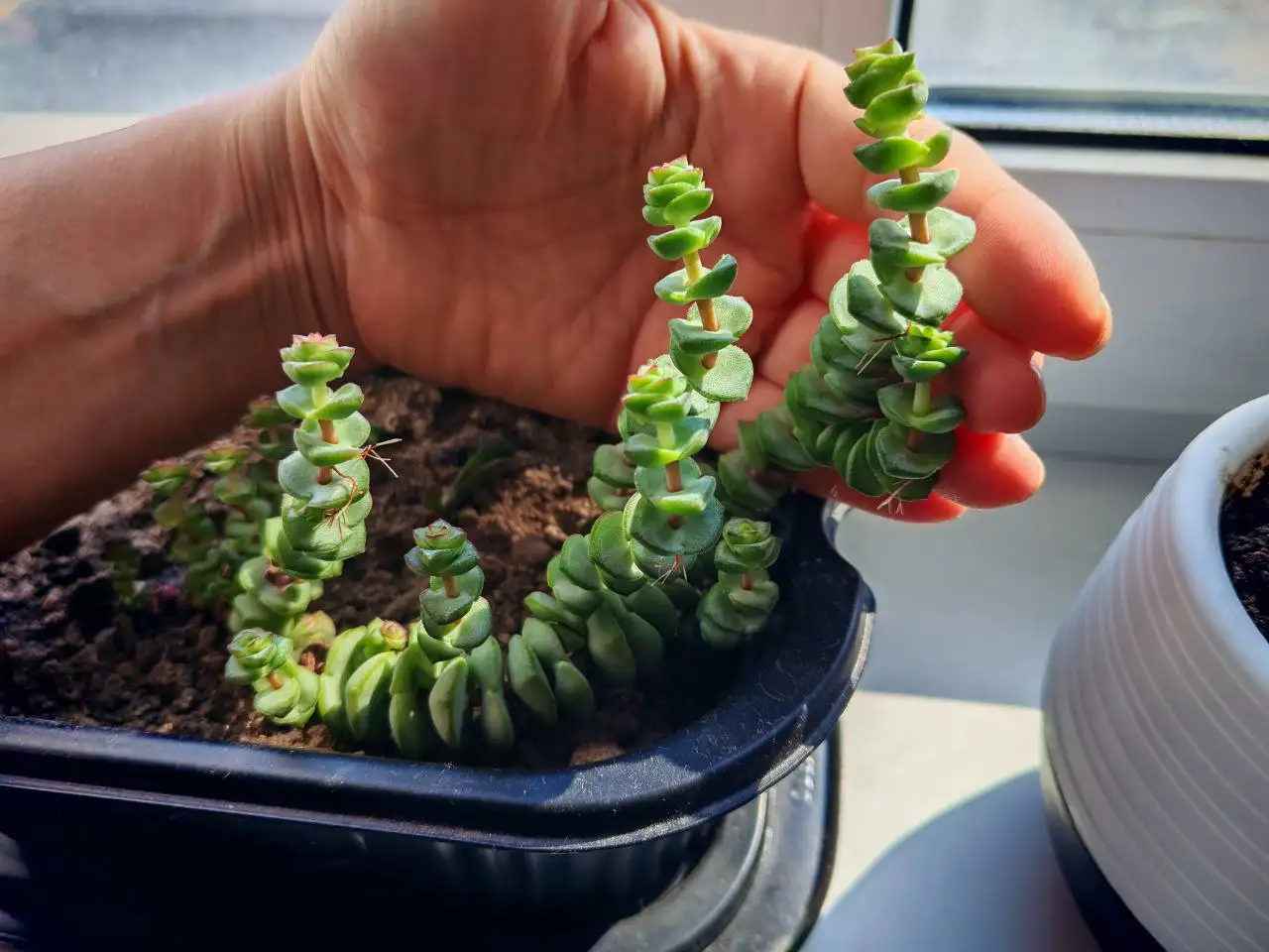 Продажа суккулента - Растения (Хобби и отдых) в Владивосток