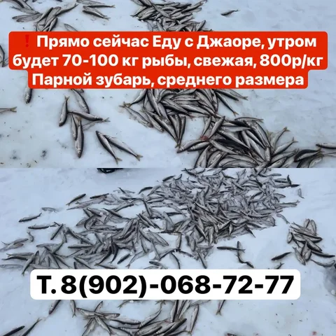 Свежая рыба зубарь парной - Игры в Владивосток