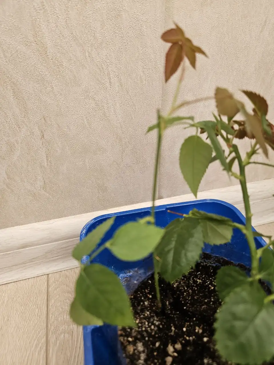 Продажа комнатных растений во Владивостоке - Комнатные растения (Хобби и отдых) в Владивосток