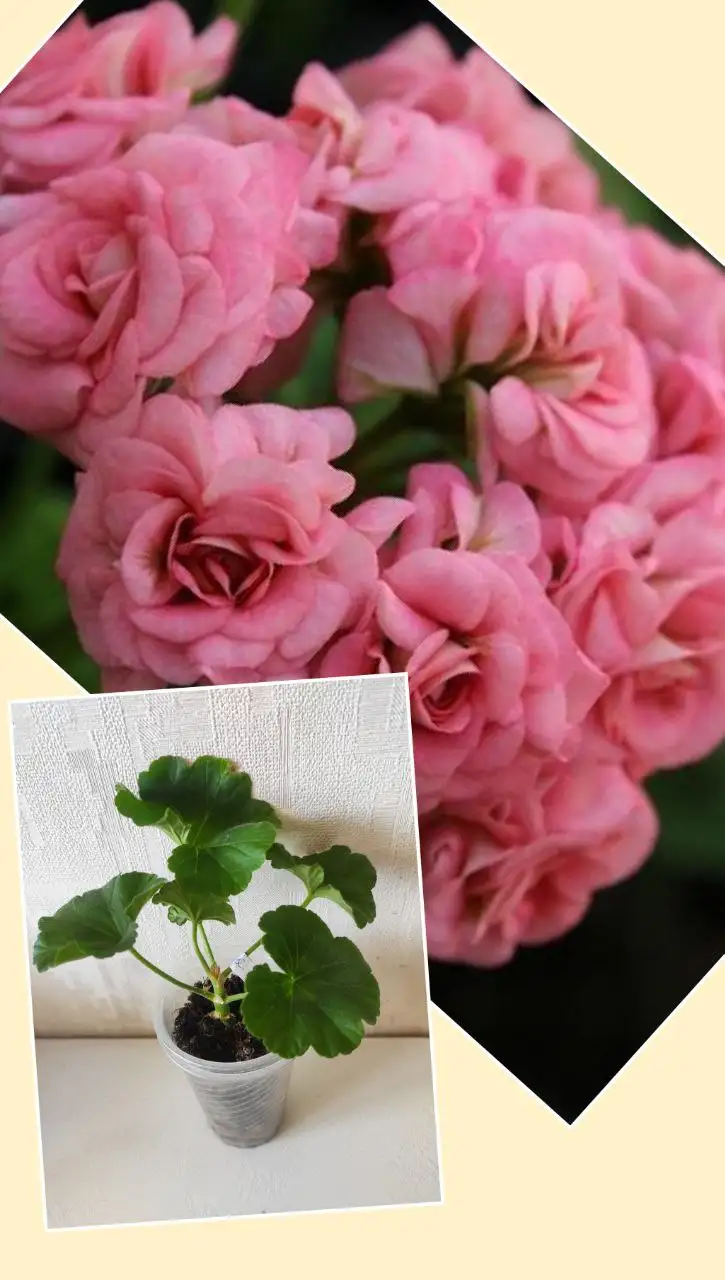 Продам укорененный черенок пеларгонии Античная роза - Растения (Хобби и отдых) в Уссурийск