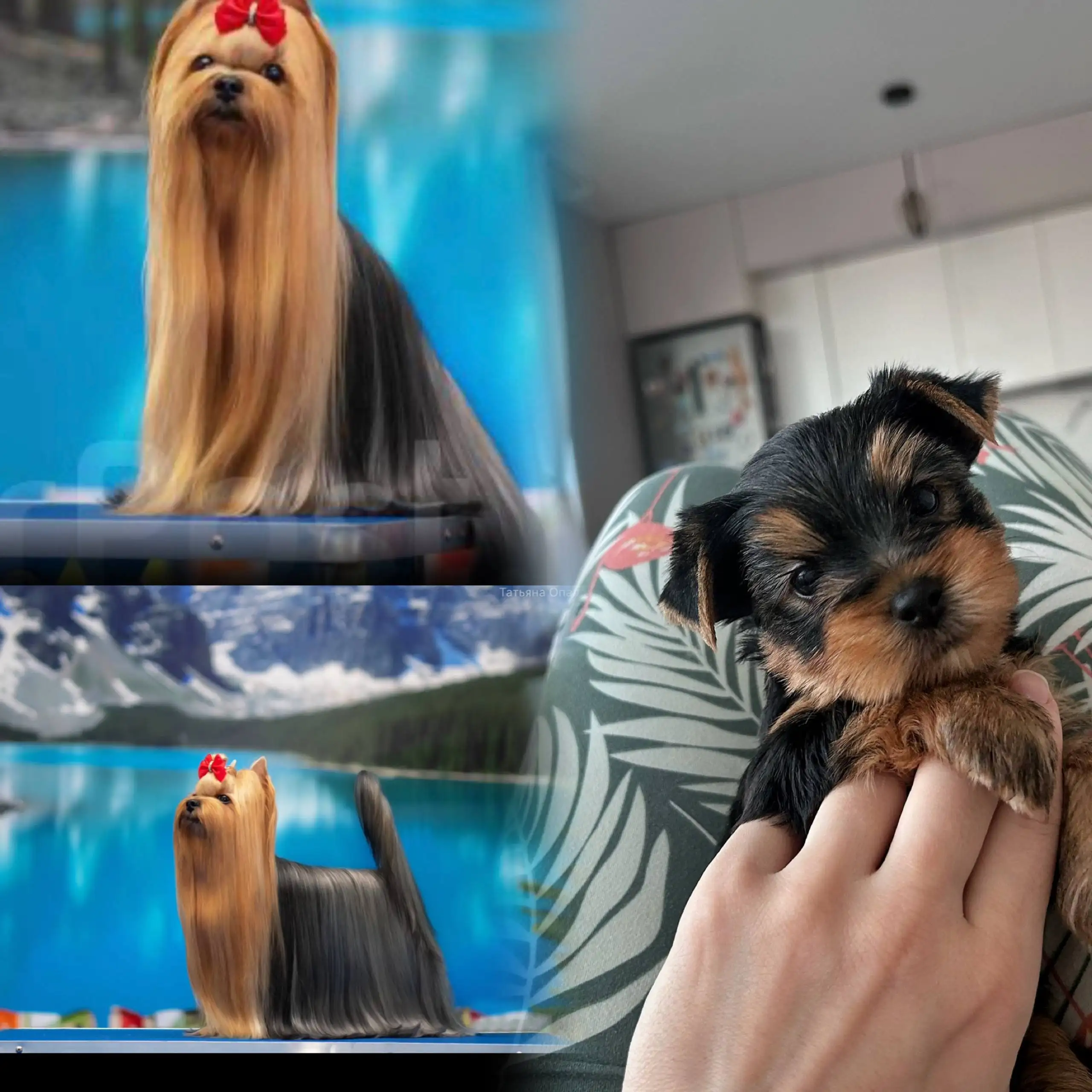 Йоркширский терьер с документами и родословной - Собаки (Животные) в Владивосток