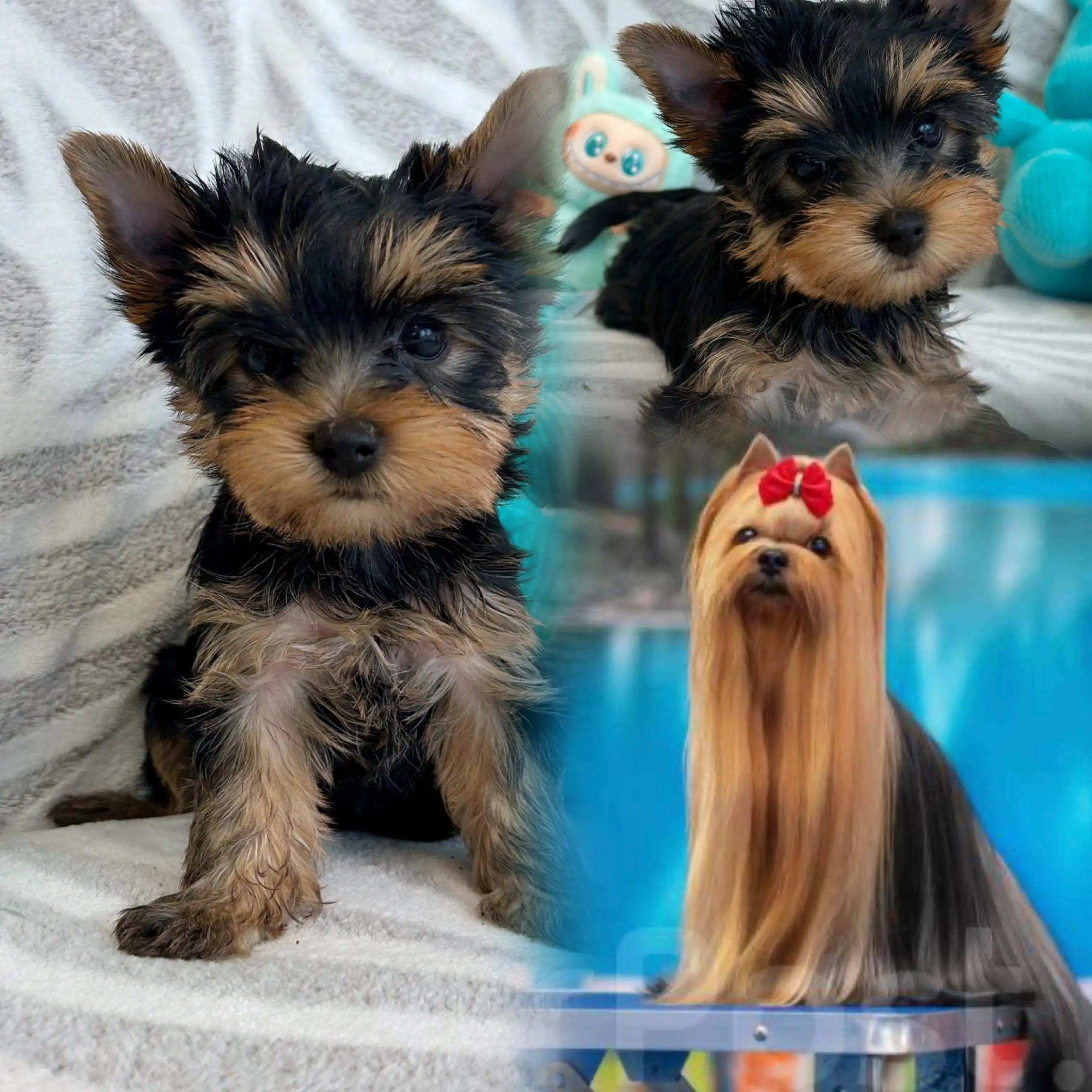 Продажа щенков Йоркширского терьера с документами и родословной - Собаки (Животные) в Владивосток