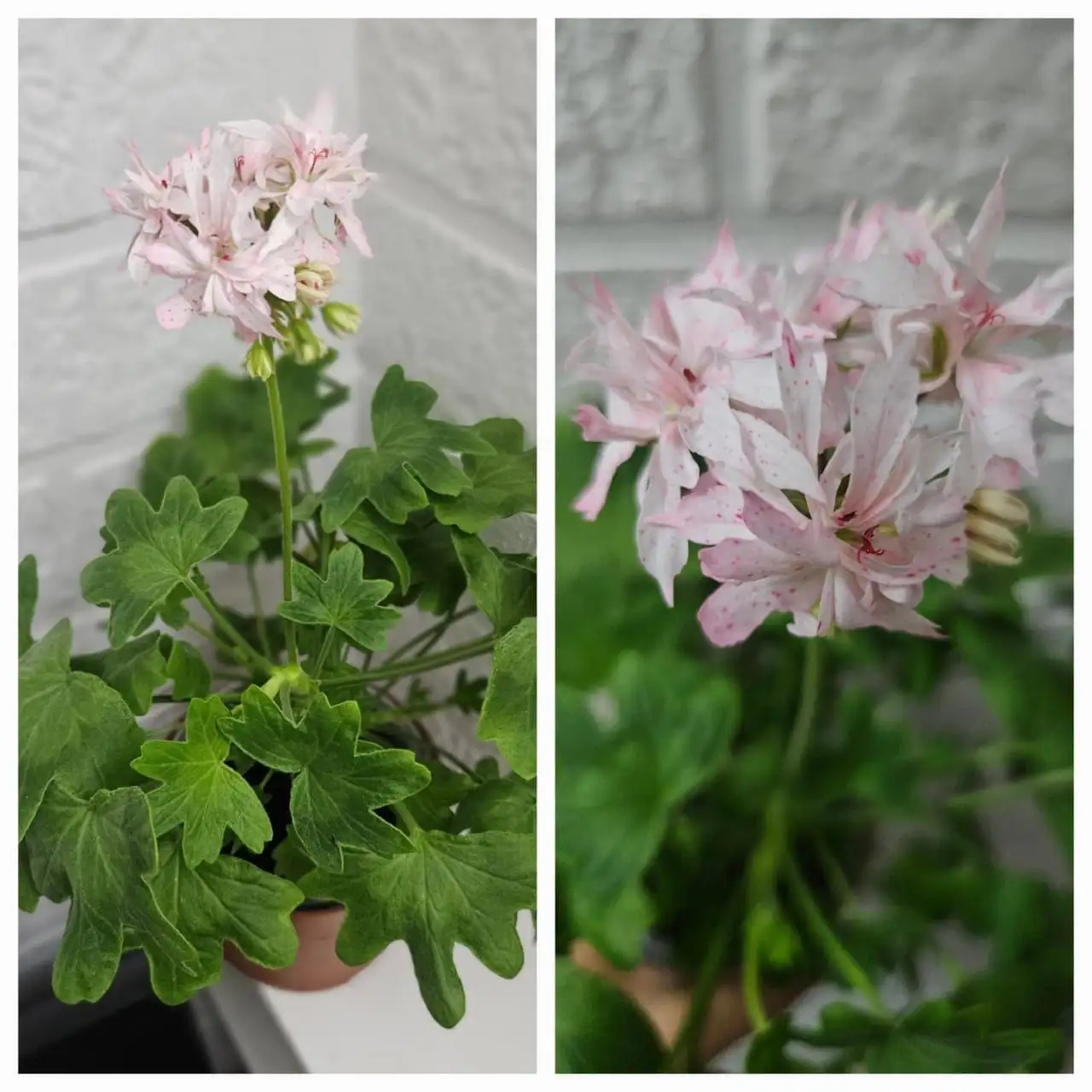 Очень красивая пеларгония - Растения (Хобби и отдых) в Владивосток