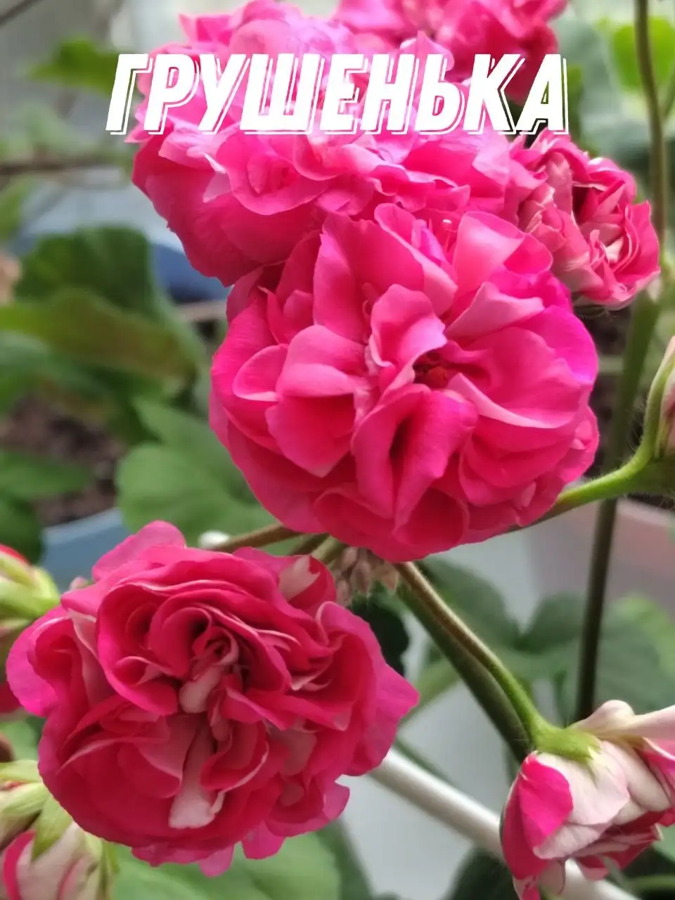 Укоренённый черенок пеларгонии Ю Грушенька - Растения (Хобби и отдых) в Владивосток