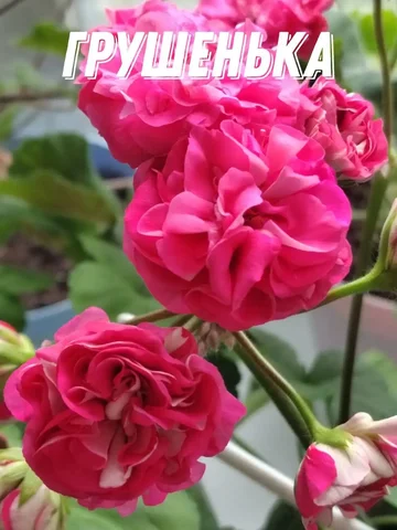 Укоренённый черенок пеларгонии Ю Грушенька - Бильярд в Владивосток