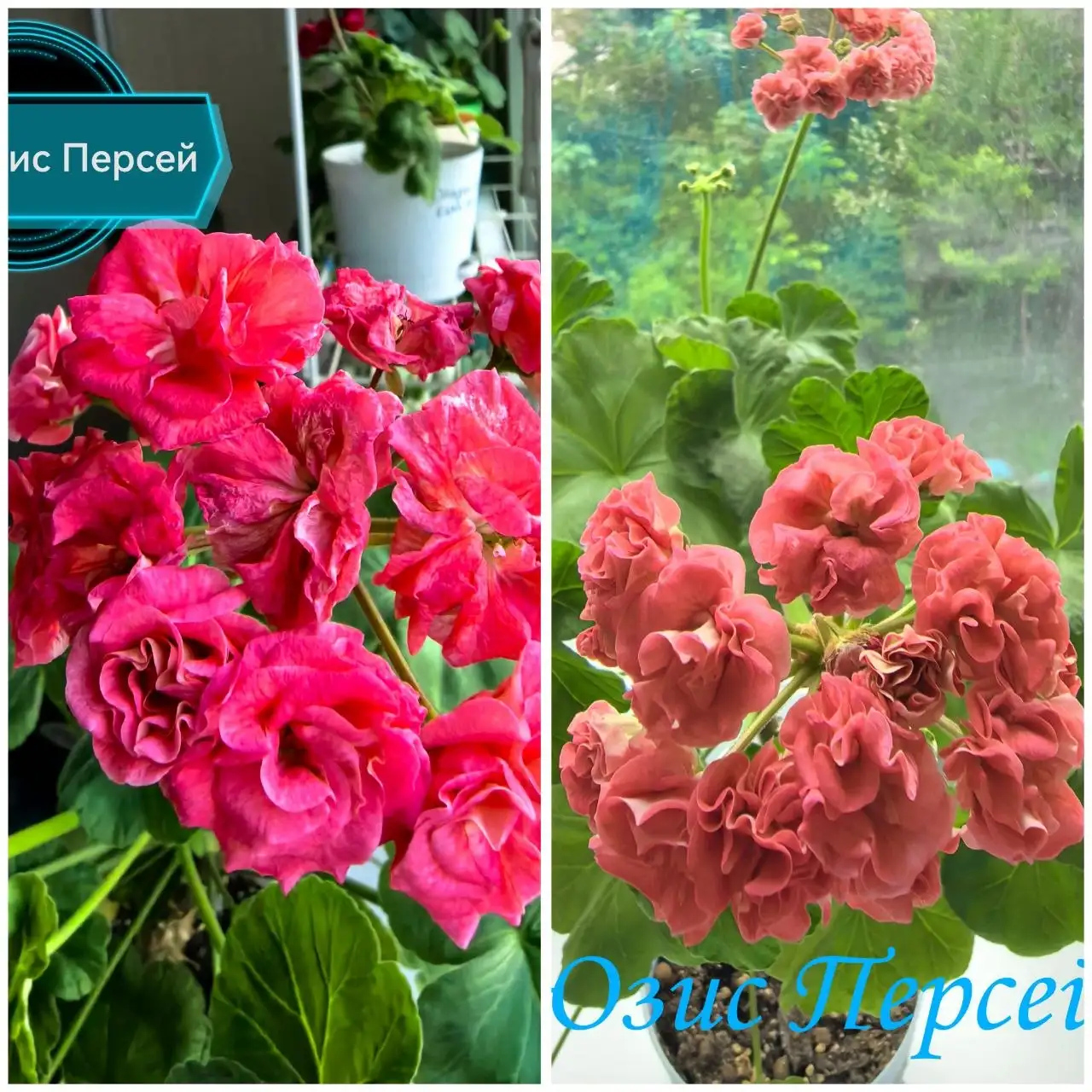 Укоренённые черенки пеларгонии Юзис Персей - Растения (Хобби и отдых) в Владивосток