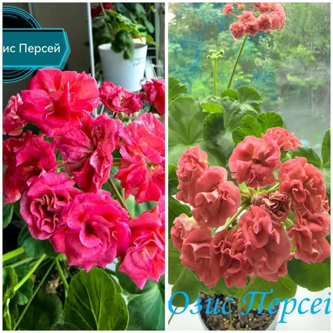 Укоренённые черенки пеларгонии Юзис Персей - Бильярд в Владивосток