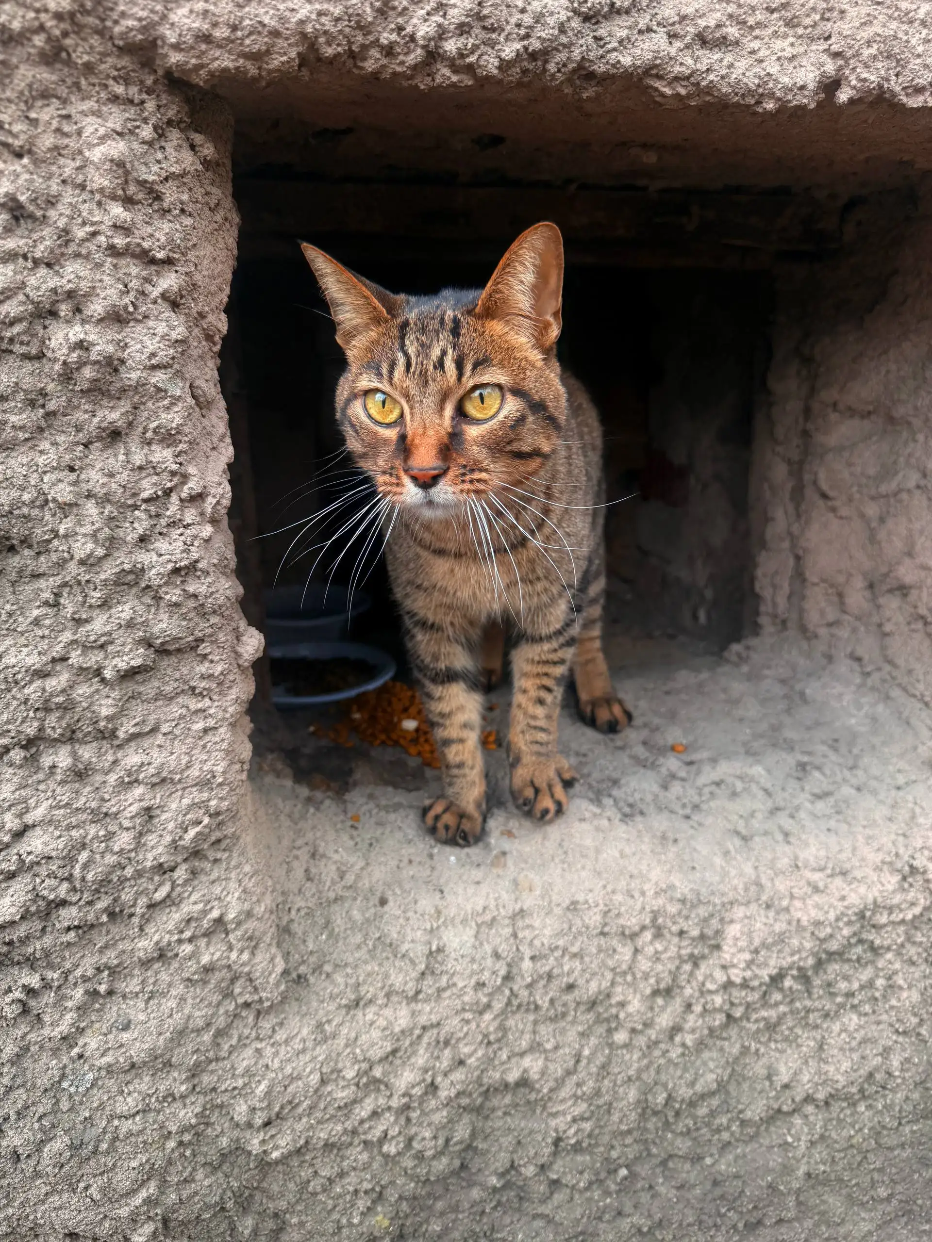 Отдается молодая кошка во Владивостоке - Кошки (Животные) в Владивосток