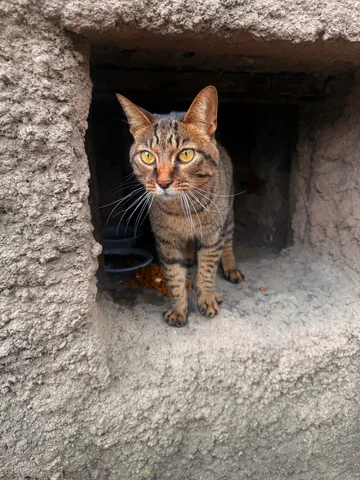 Отдается молодая кошка во Владивостоке - Экзотические животные в Владивосток