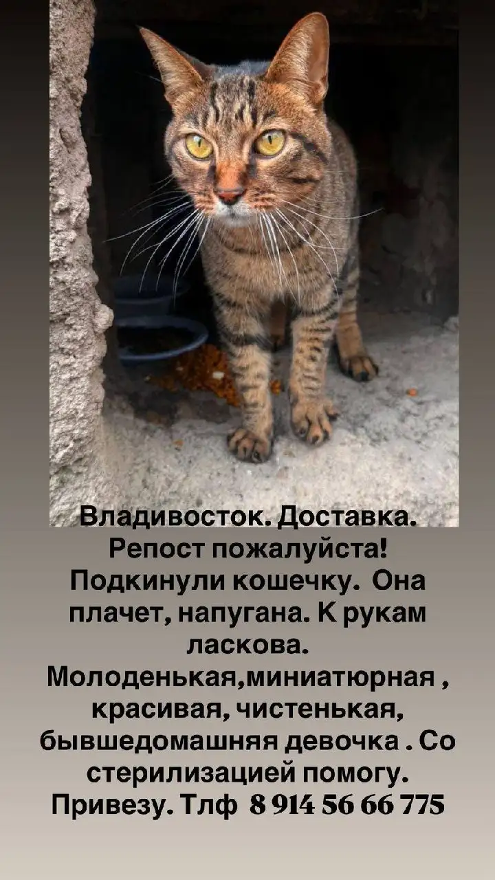 Продажа собаки породы чихуахуа - Собаки (Животные) в Владивосток