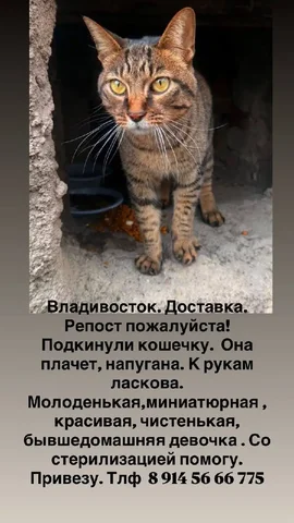 Продажа собаки породы чихуахуа - Животные в Владивосток