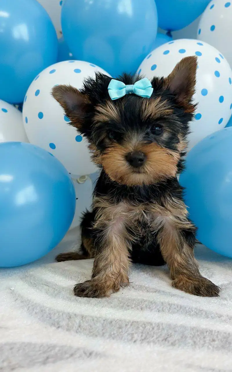 Щенок с родословной и документами ищет семью - Собаки (Животные) в Владивосток