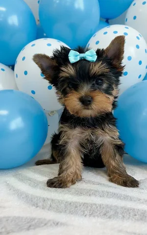 Щенок с родословной и документами ищет семью - Животные в Владивосток