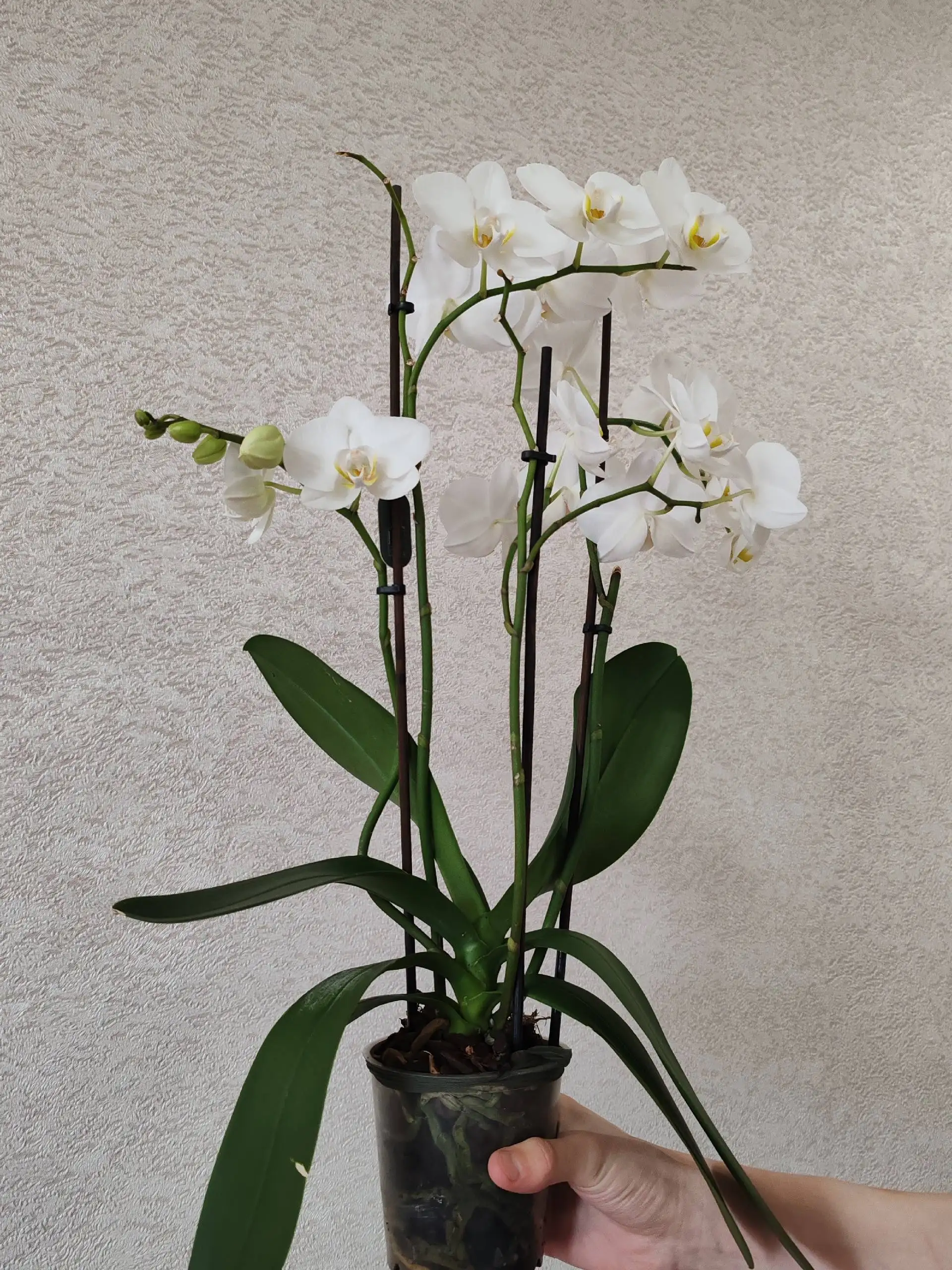 Орхидея домашнего цветения с 4 стрелками - Комнатные растения (Хобби и отдых) в Владивосток