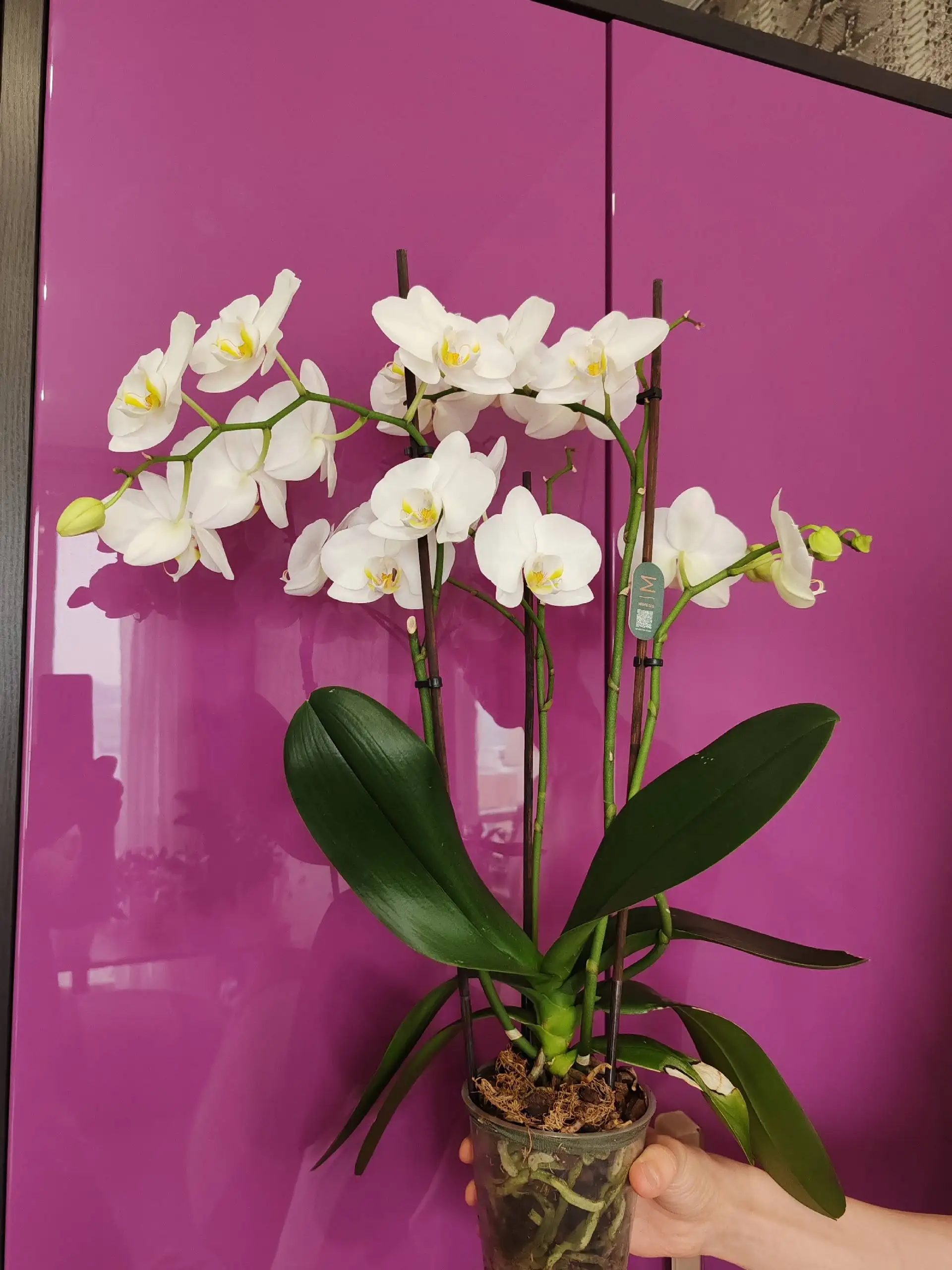 Орхидея домашнего цветения с 4 стрелками - Комнатные растения (Хобби и отдых) в Владивосток