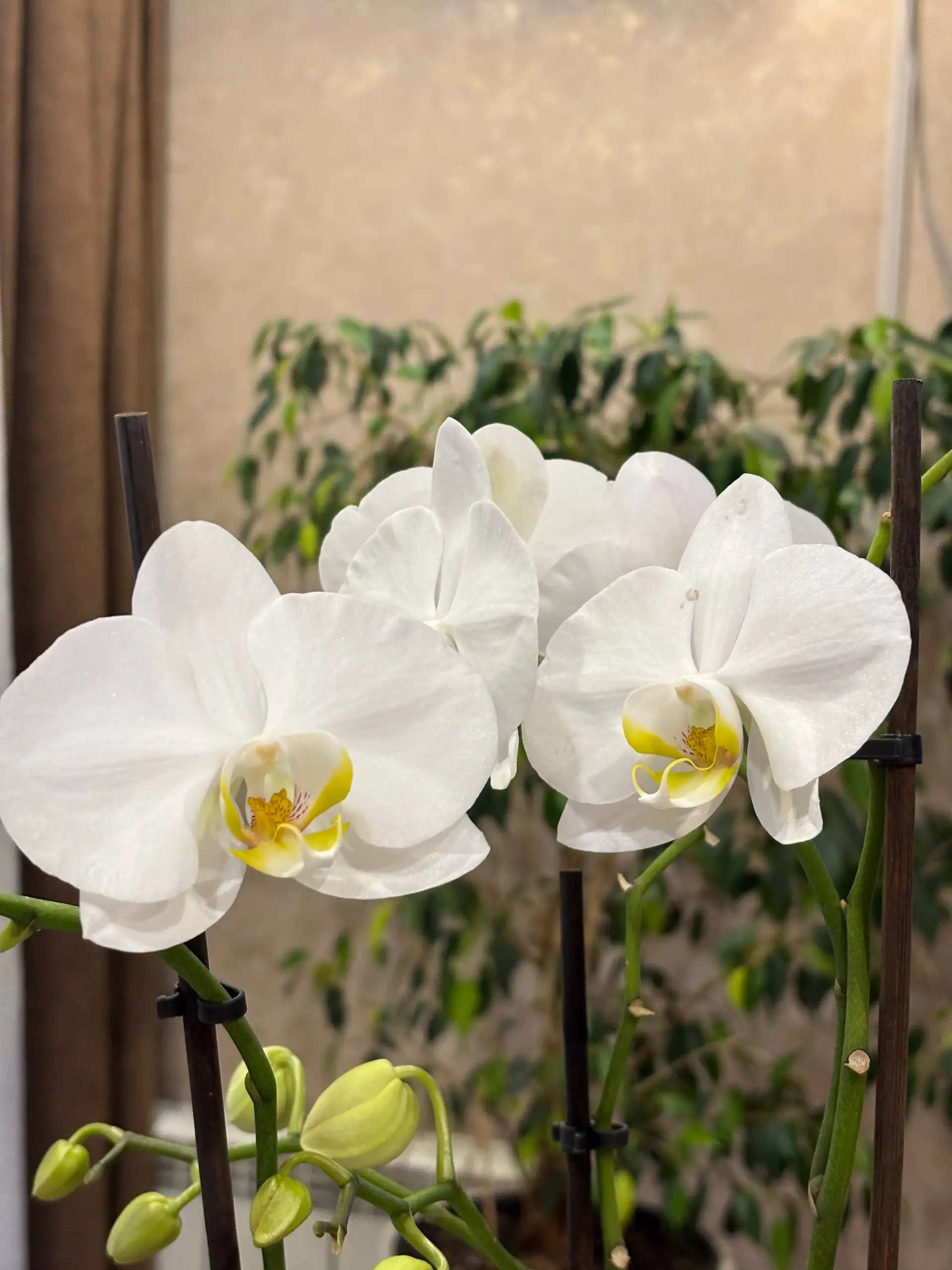 Орхидея домашнего цветения с 4 стрелками - Комнатные растения (Хобби и отдых) в Владивосток