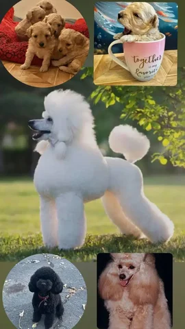 Продаются щенки карликового пуделя во Владивостоке - Животные в Владивосток