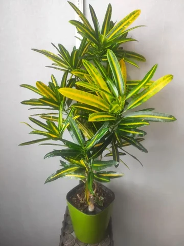 Продам кротон высотой 85 см - Комнатные растения в Уссурийск