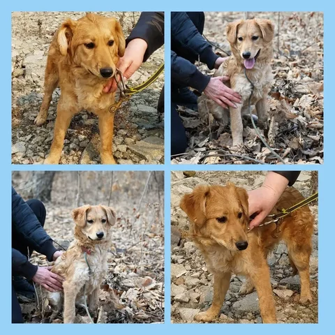 Щенок Златка ищет семью - частное объявление в Большой Камень