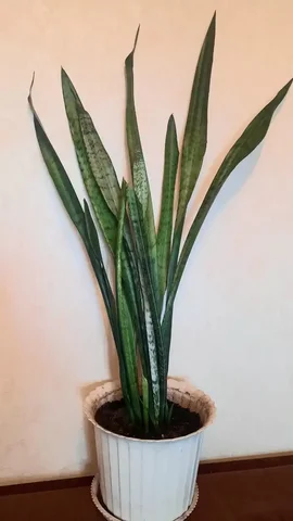 Сансевиерия или щучий хвост 112 см - Пневматическое оружие в Владивосток