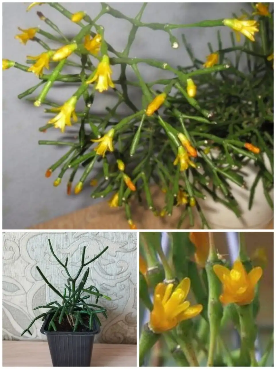 Экзотическая красавица Хатиора - Растения (Хобби и отдых) в Владивосток