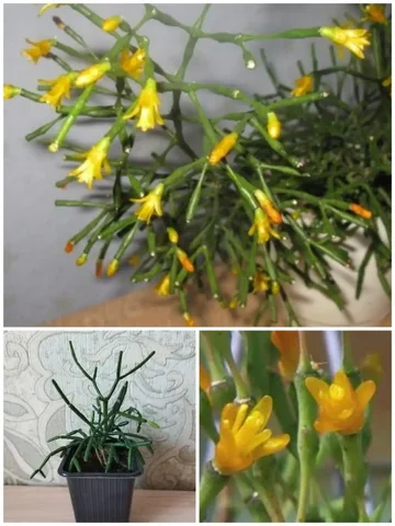 Экзотическая красавица Хатиора - Туристическое снаряжение в Владивосток