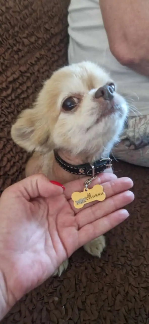 Адресники для питомцев из ювелирной стали с нанесением текста и изображения - Аксессуары для животных (Животные) в Владивосток